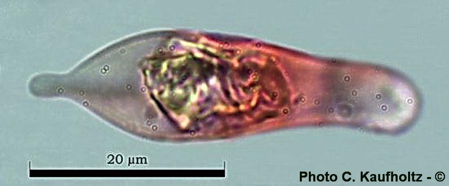 Hypholoma lateritium