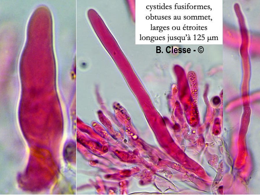 Hypochnicium subrigescens