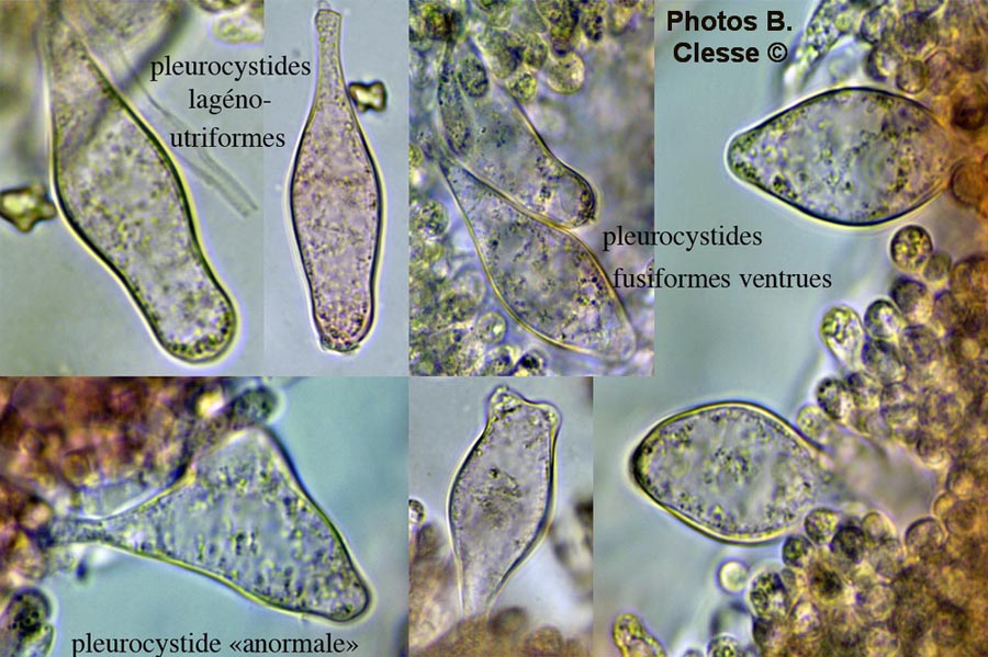 Inocybe assimilata