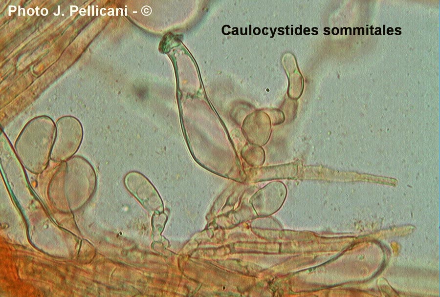 Inocybe calospora