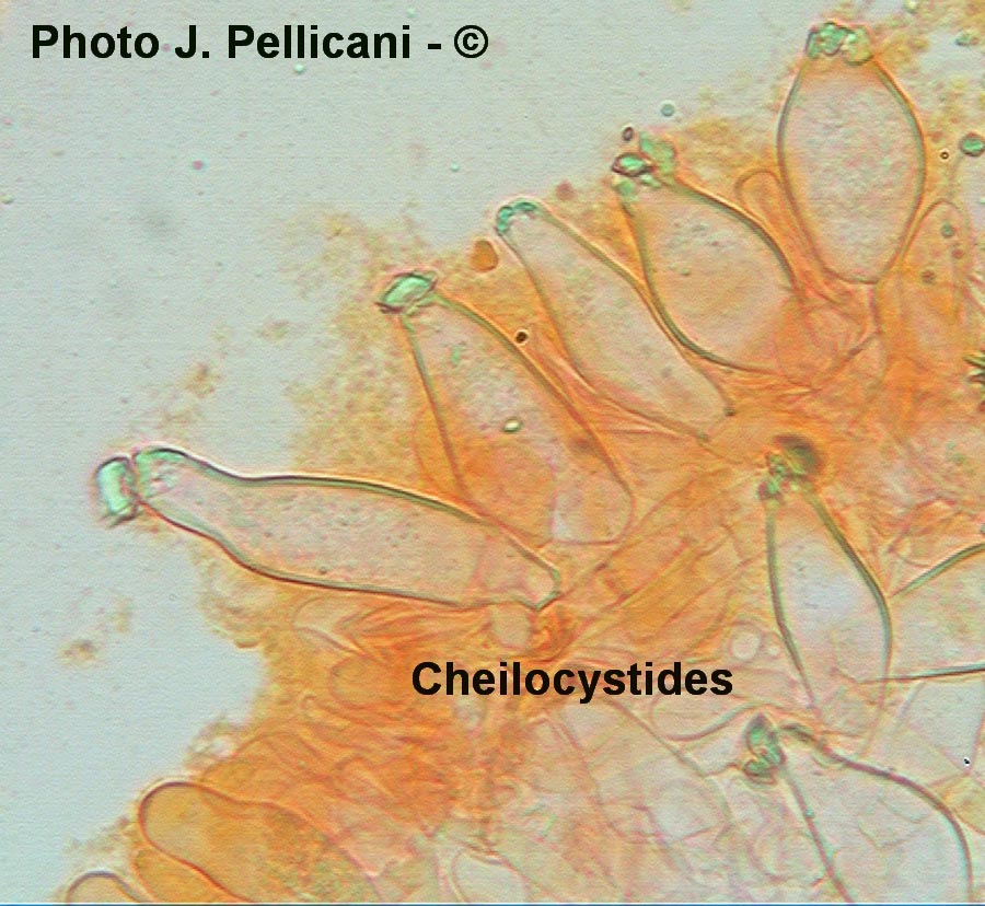 Inocybe calospora