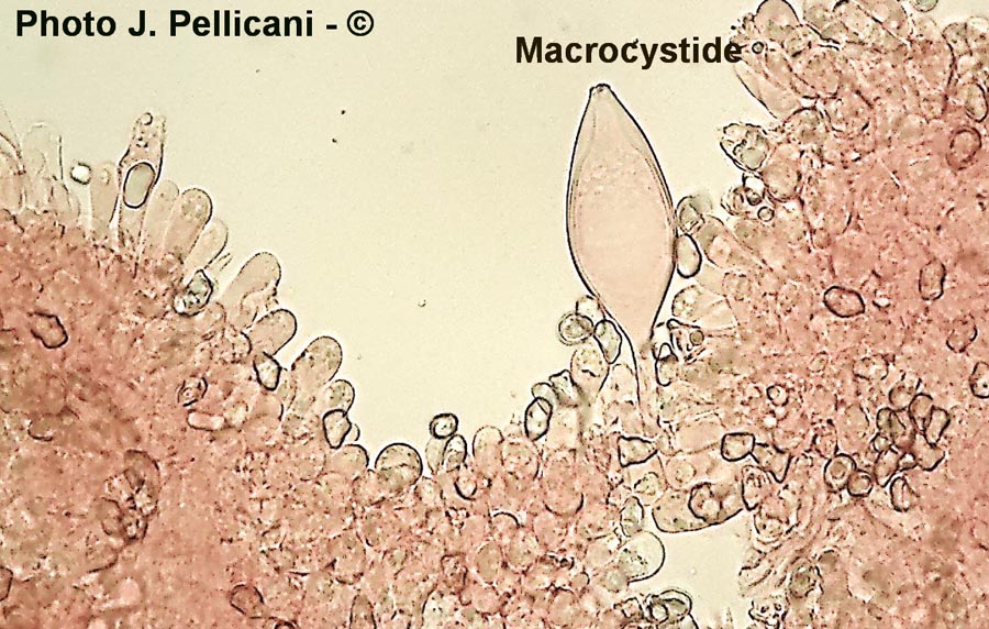 Inocybe curvipes