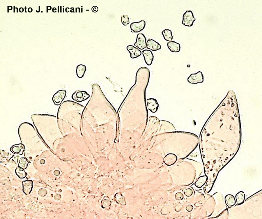 Inocybe curvipes