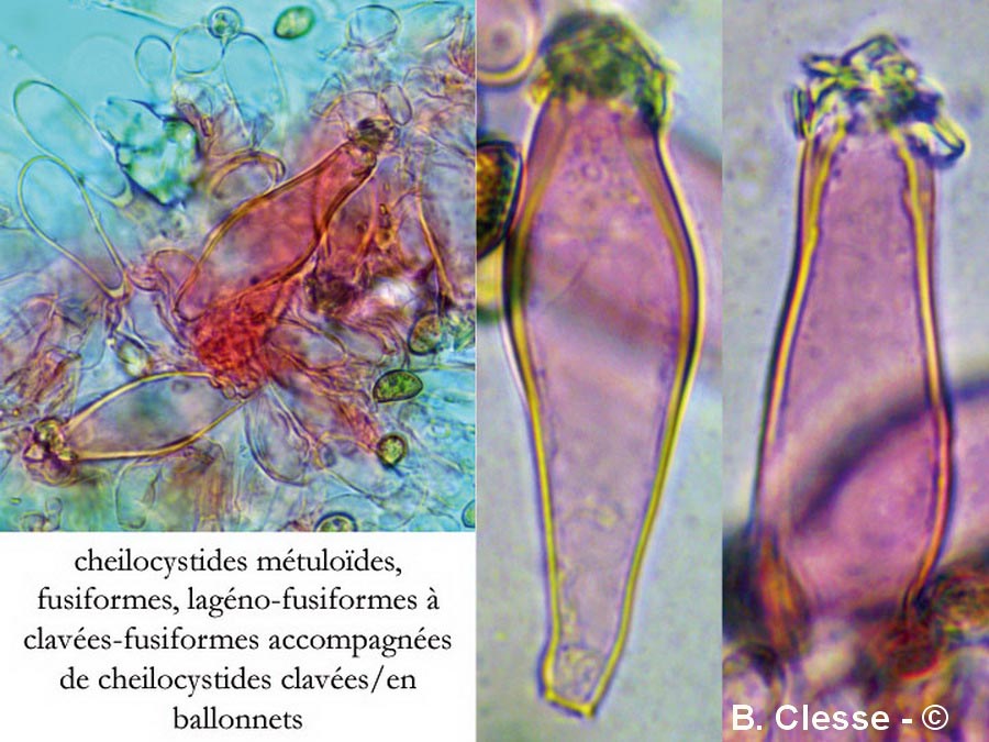 Inocybe fraudans