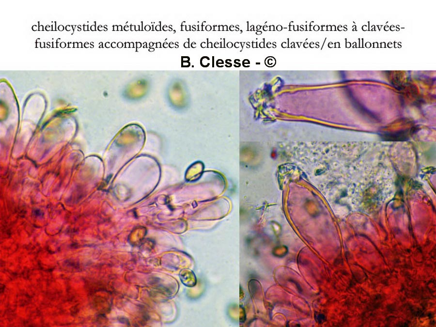 Inocybe fraudans