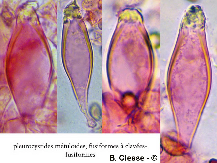 Inocybe fraudans