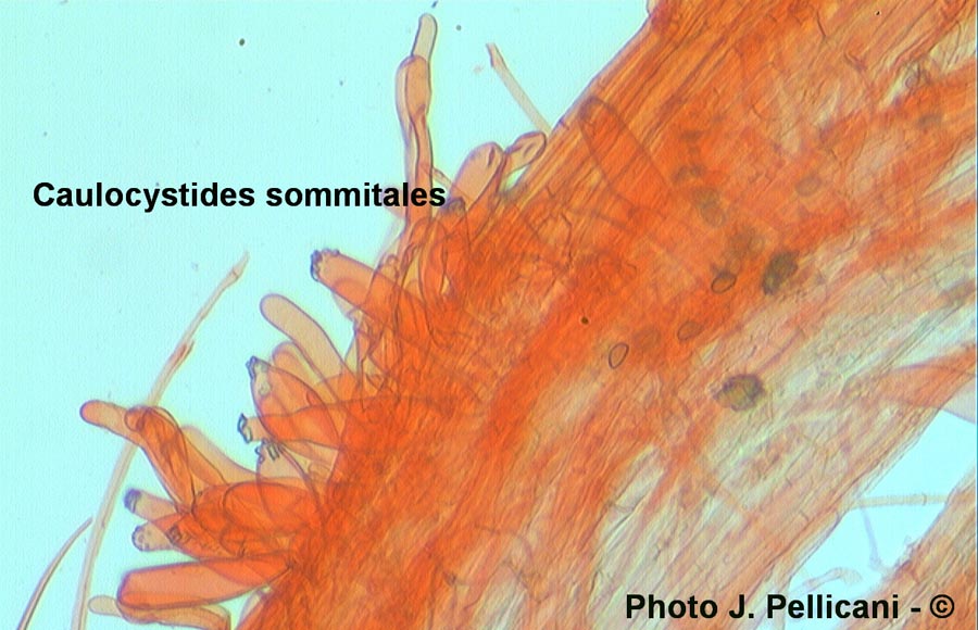 Inocybe fuscidula