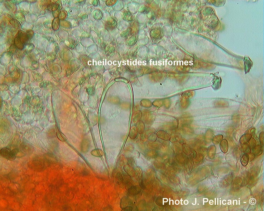 Inocybe fuscidula