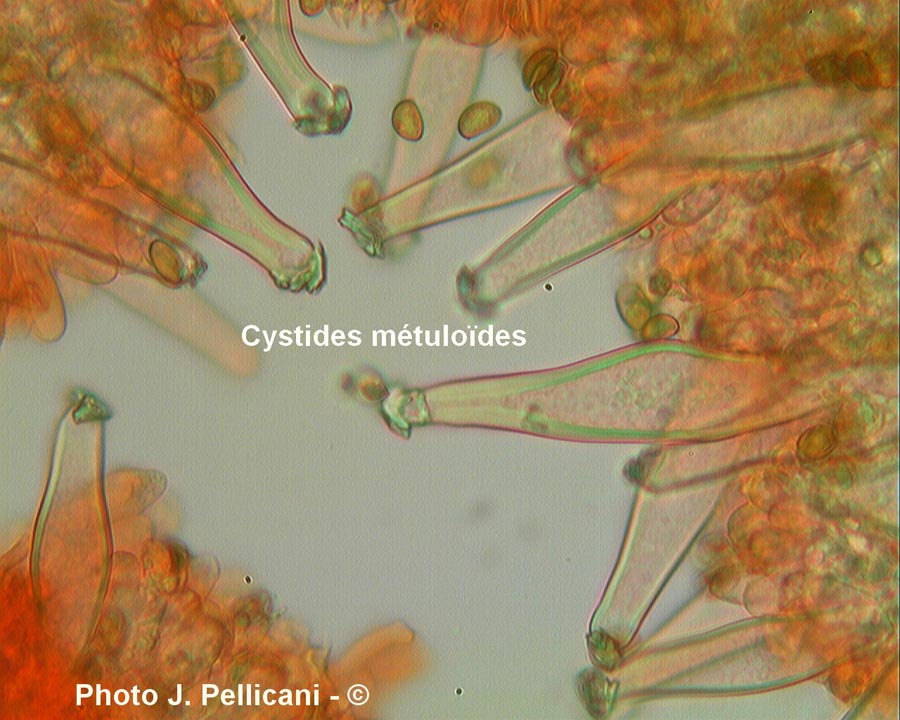 Inocybe fuscidula