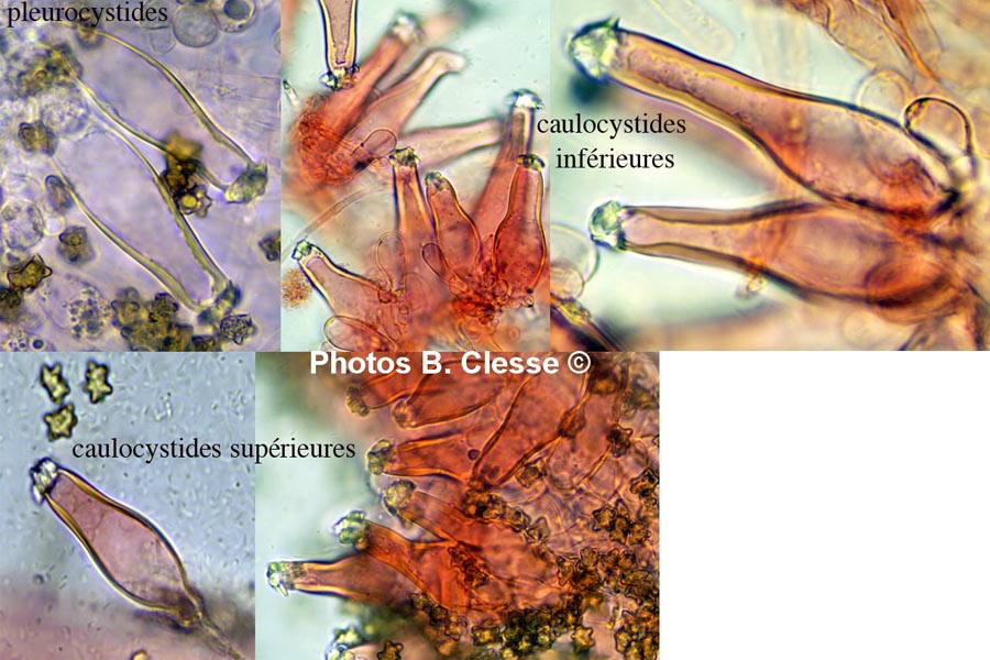 Inocybe margaritispora