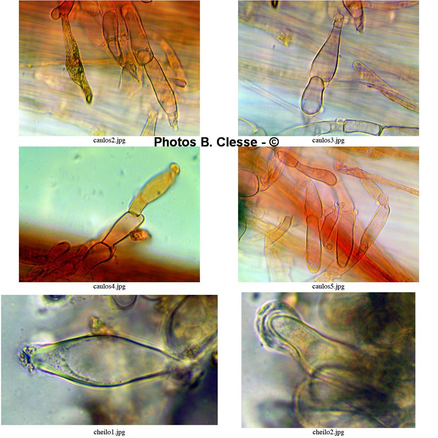 Inocybe napipes