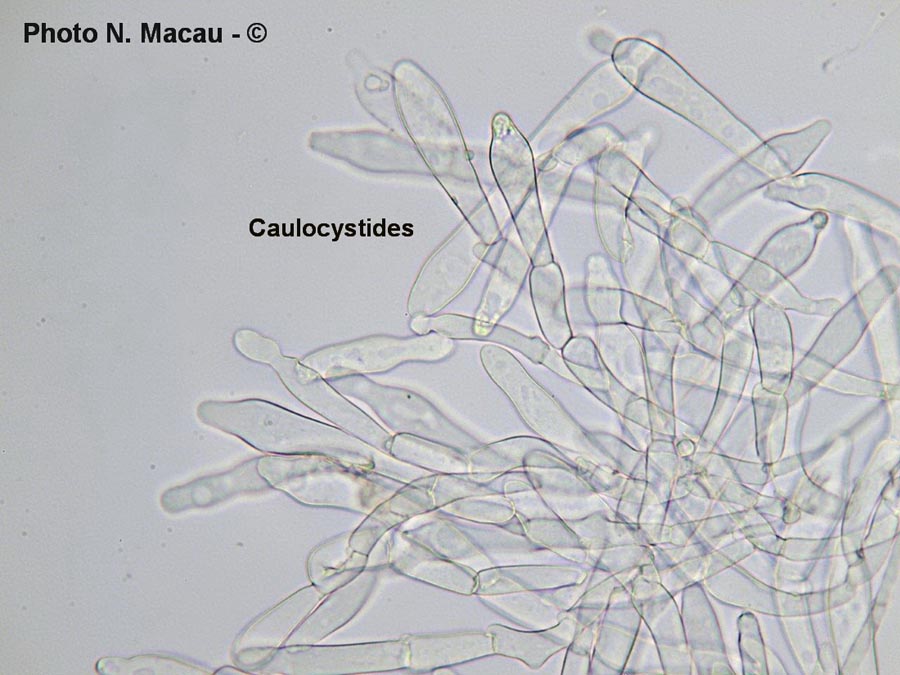 Inocybe obsoleta