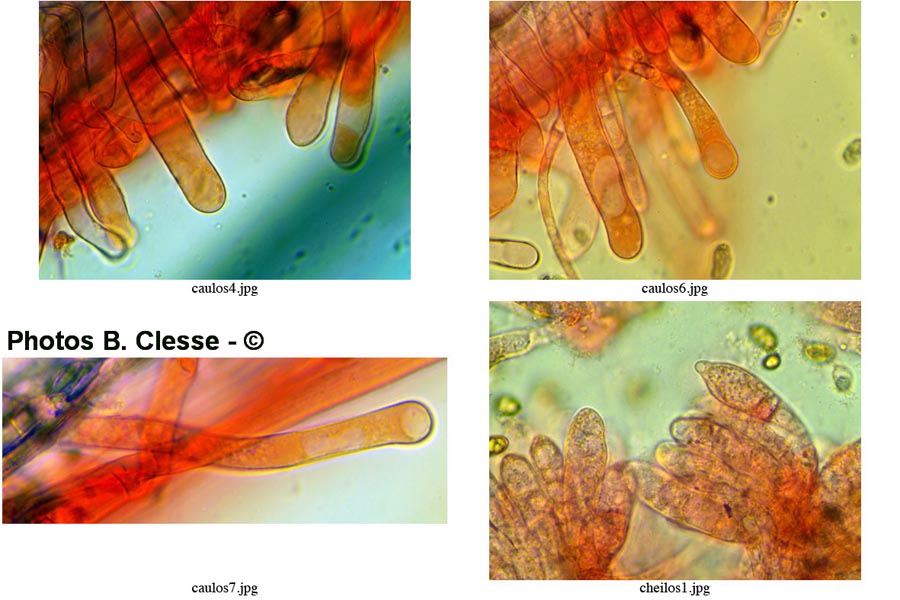 Inocybe perlata