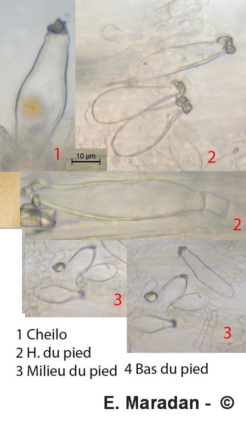 Inocybe petiginosa