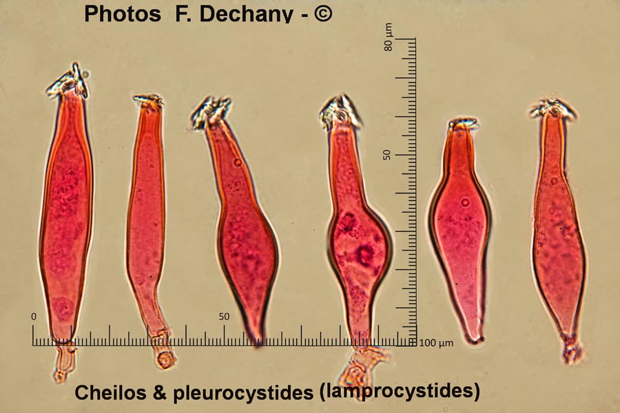 Inocybe praetervisa