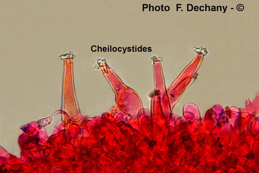 Inocybe praetervisa