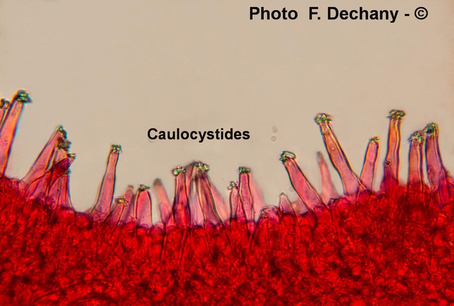 Inocybe praetervisa