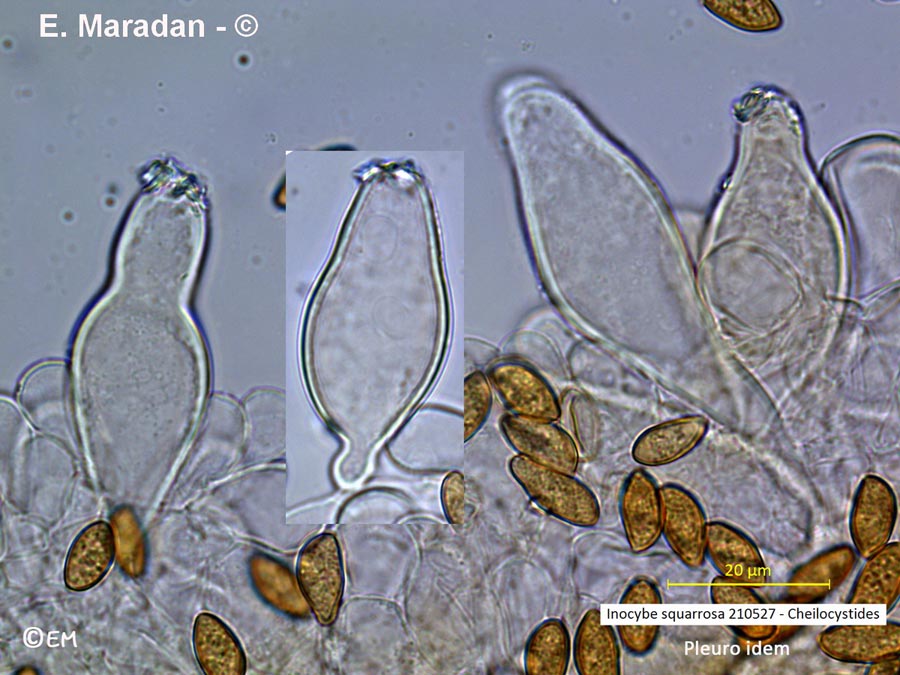 Inocybe squarrosa