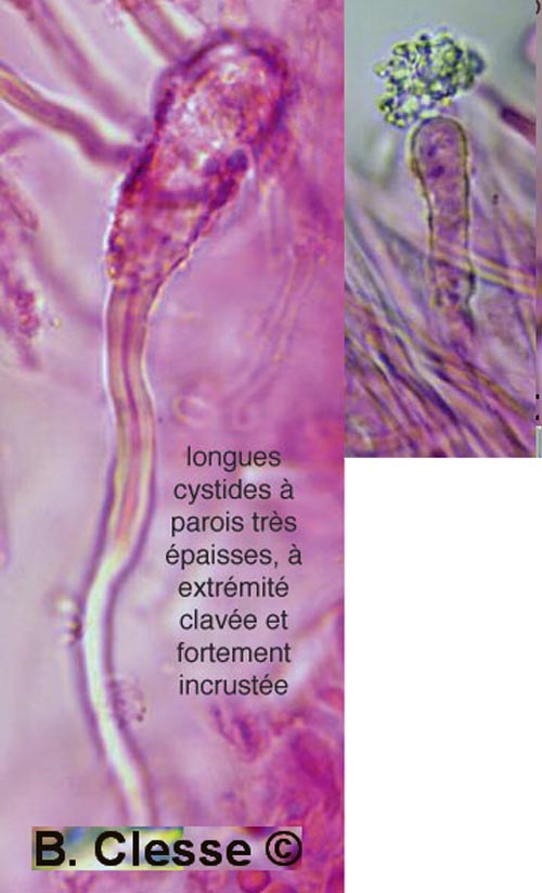 Junghuhnia nitida