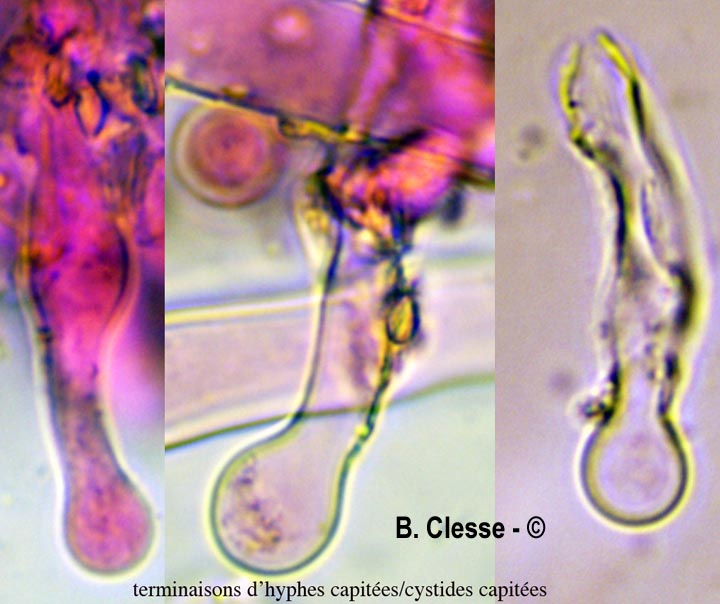 Kurtia argillacea (Hyphoderma argillaceum)