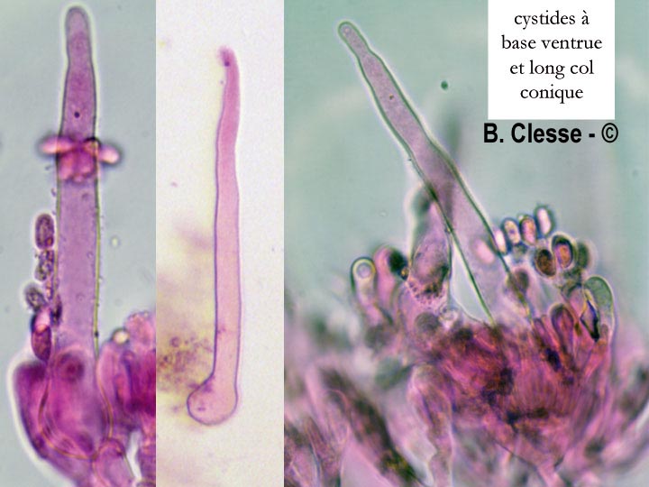 Kurtia argillacea (Hyphoderma argillaceum)