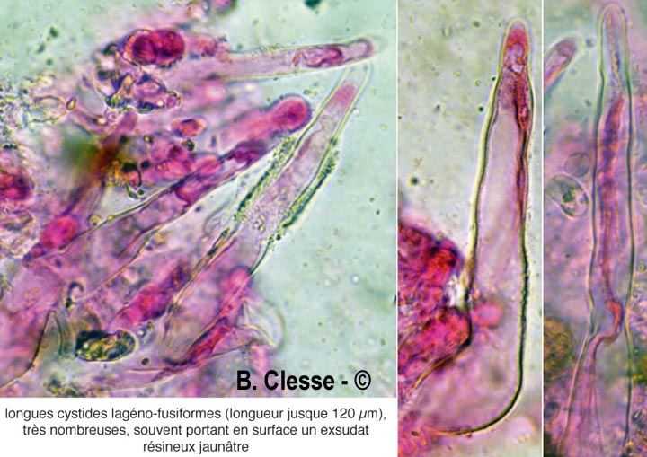Kurtia argillacea (Hyphoderma argillaceum)