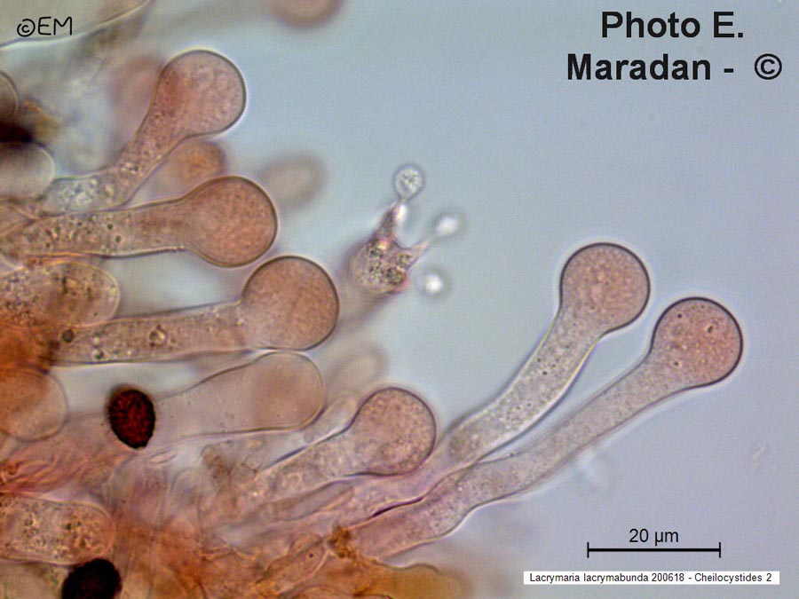 Lacrymaria lacrymabunda (Psathyrella velutina, Psathyrella lacrymabunda)