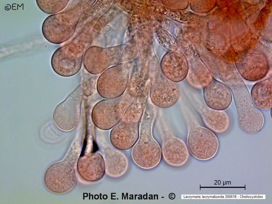 Lacrymaria lacrymabunda (Psathyrella velutina, Psathyrella lacrymabunda)