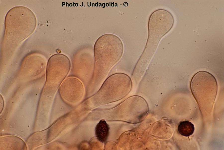 Lacrymaria lacrymabunda (= Psathyrella velutina)