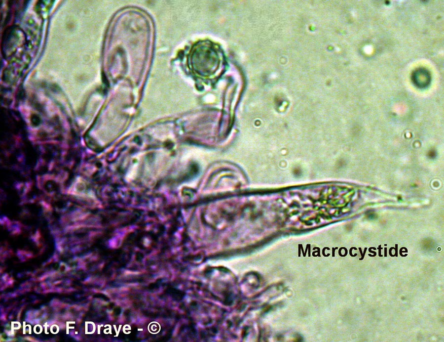 Lactarius hepaticus