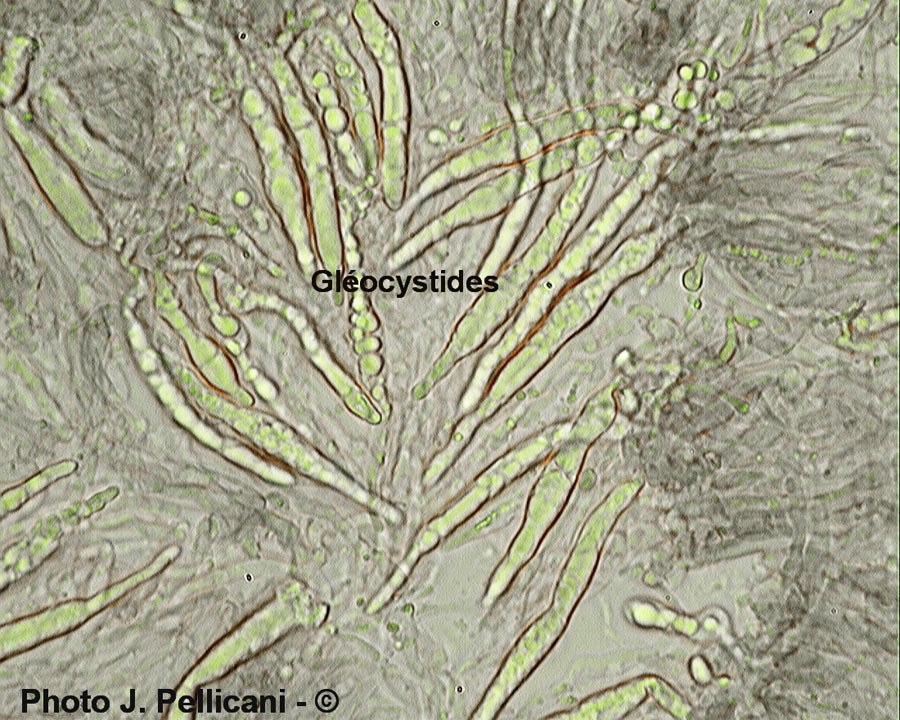 Laxitextum bicolor