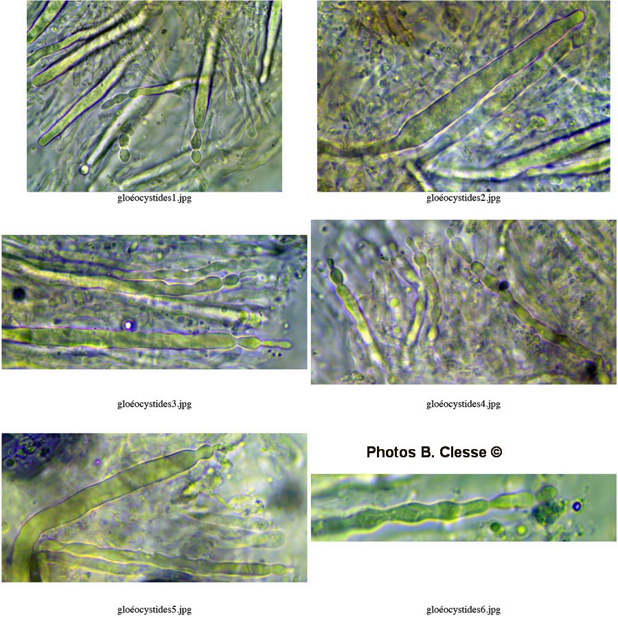 Laxitextum bicolor