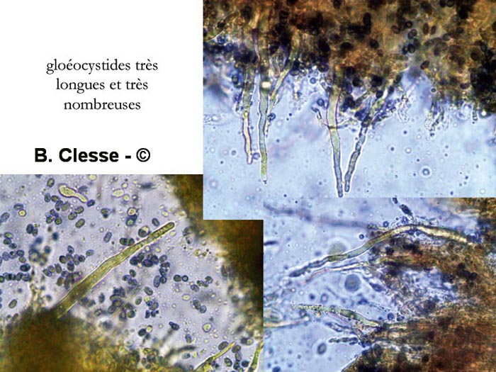 Laxitextum bicolor