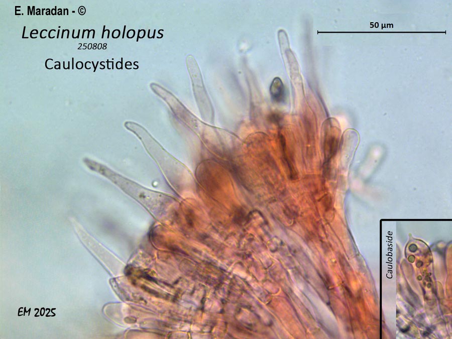 Leccinum holopus