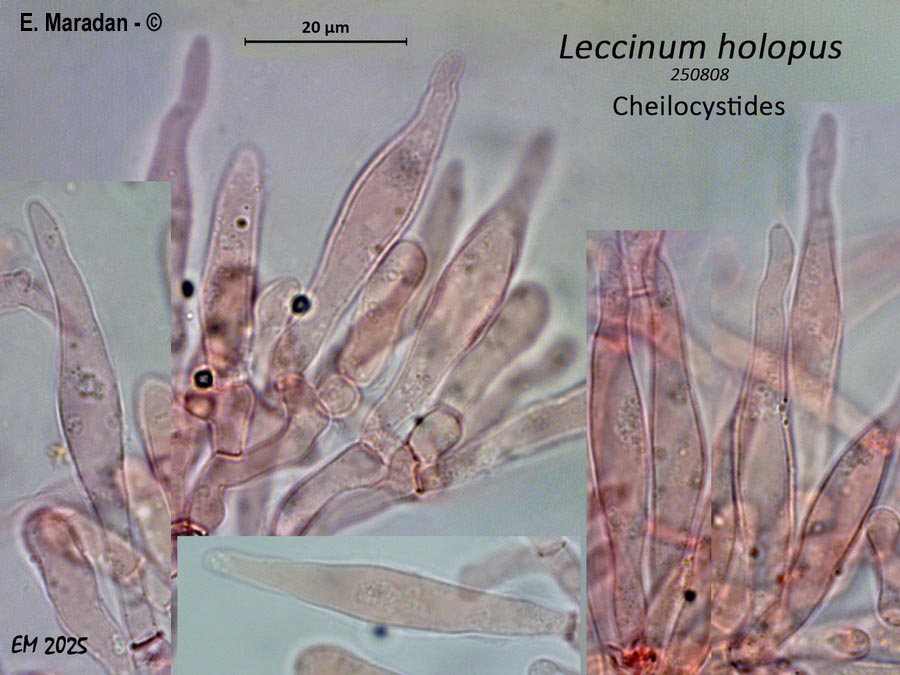 Leccinum holopus