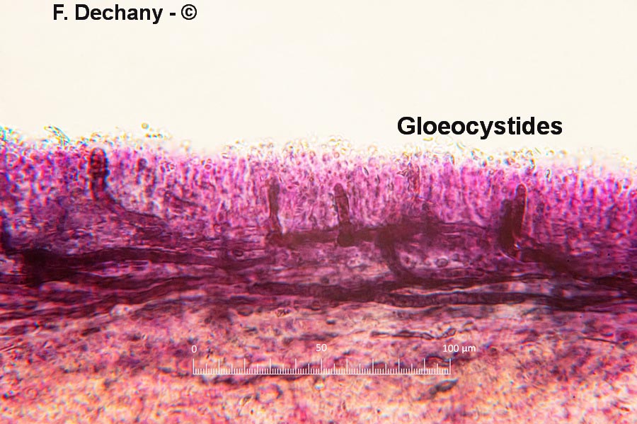 Lentinellus castoreus (Lentinellus castoreus f. ochropallidus)