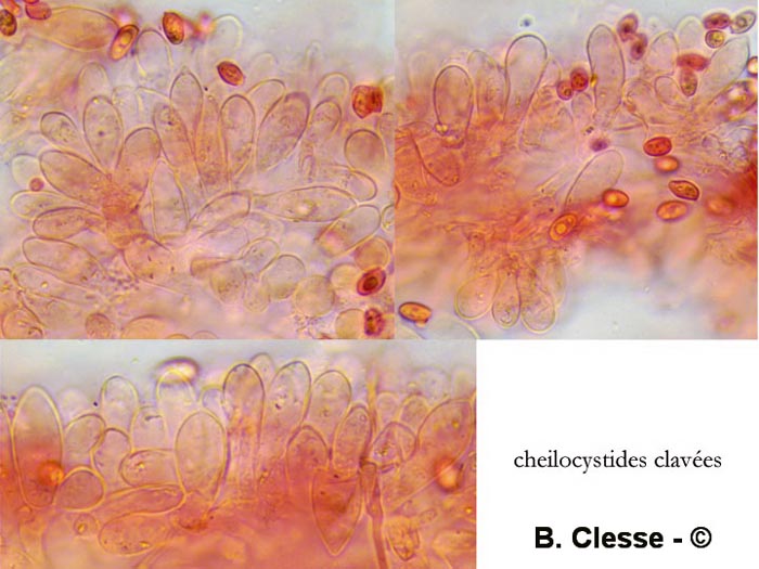 Lepiota pseudohelveola (Lepiota pseudolilacea)