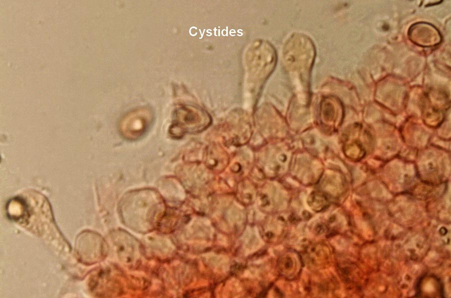 Leucocoprinus cepistipes f. macrosporus