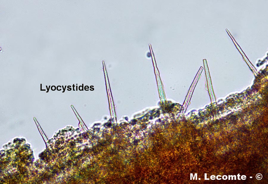 Litschauerella clematidis