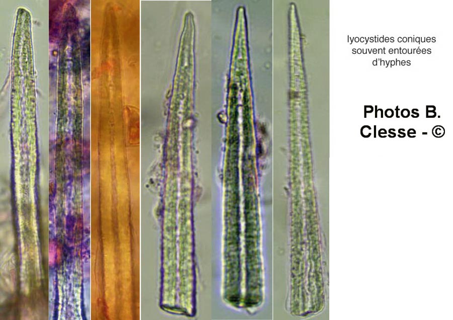 Litschauerella clematidis