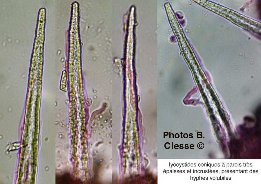 Litschauerella clematidis