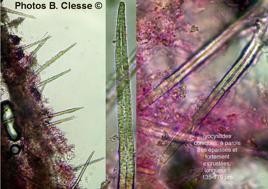 Litschauerella clematidis