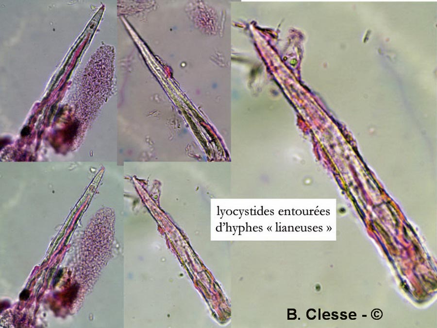 Litschauerella clematidis