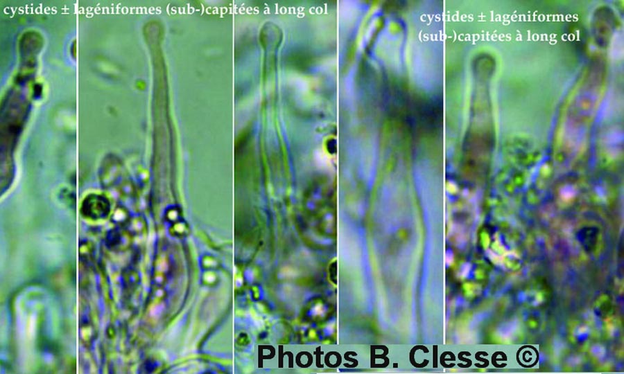 Lyomyces sambuci