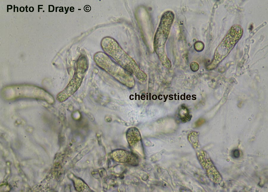 Lyophyllum connatum (Leucocybe connata)