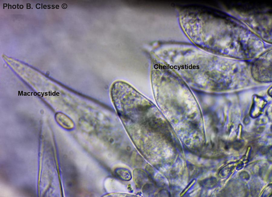 Macrocystidia cucumis