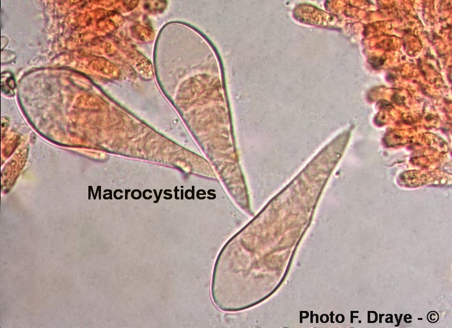 Macrocystidia cucumis