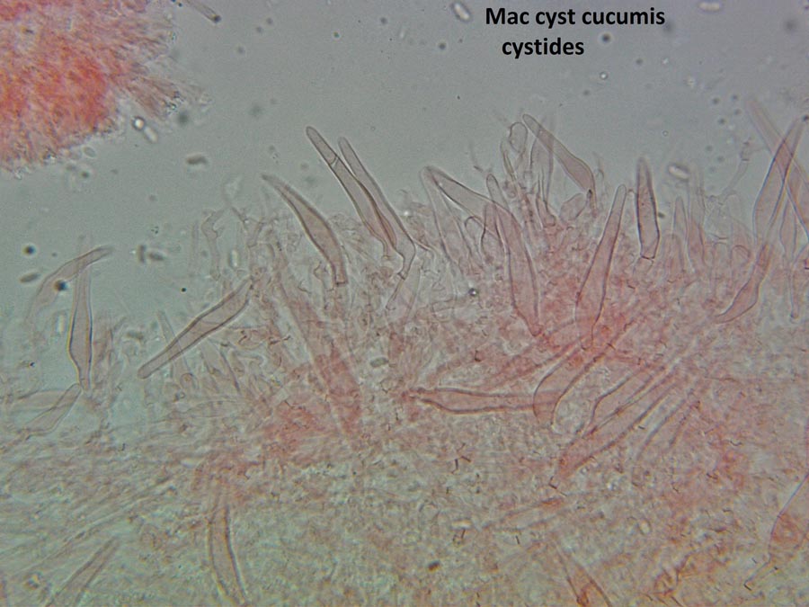 Macrocystidia cucumis