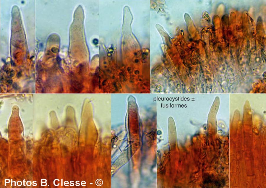 Marasmius anomalus var. microsporus