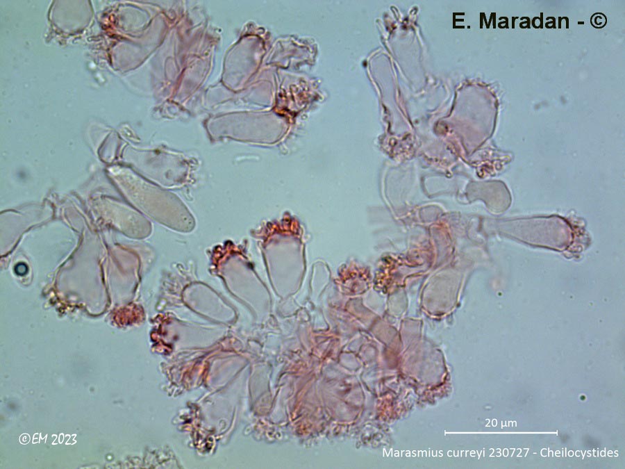 Marasmius curreyi